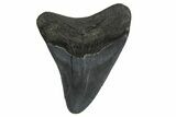 Juvenile Megalodon Tooth - Georgia #329829-1